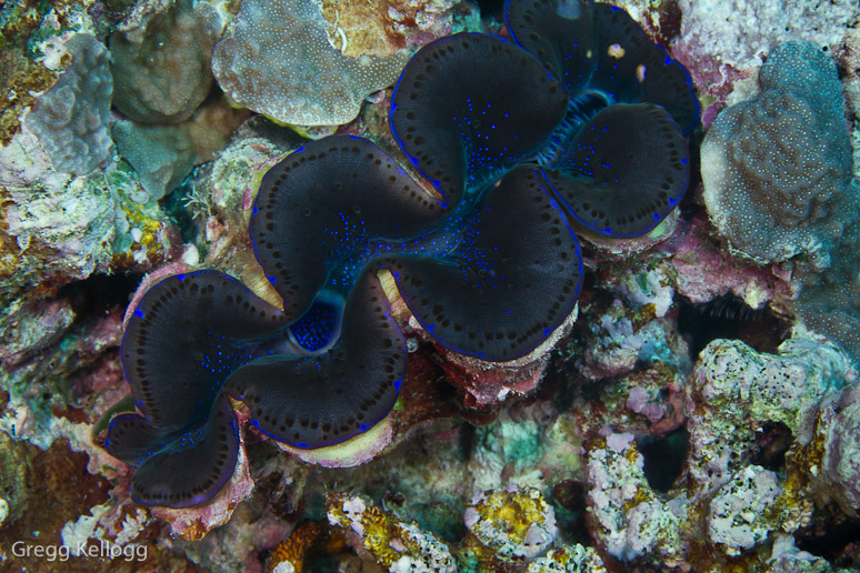 Ngerchong Coral Garden