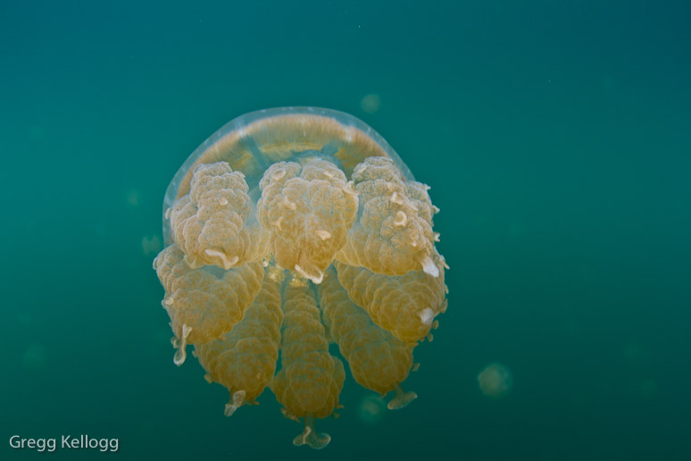 Jellyfish Lake