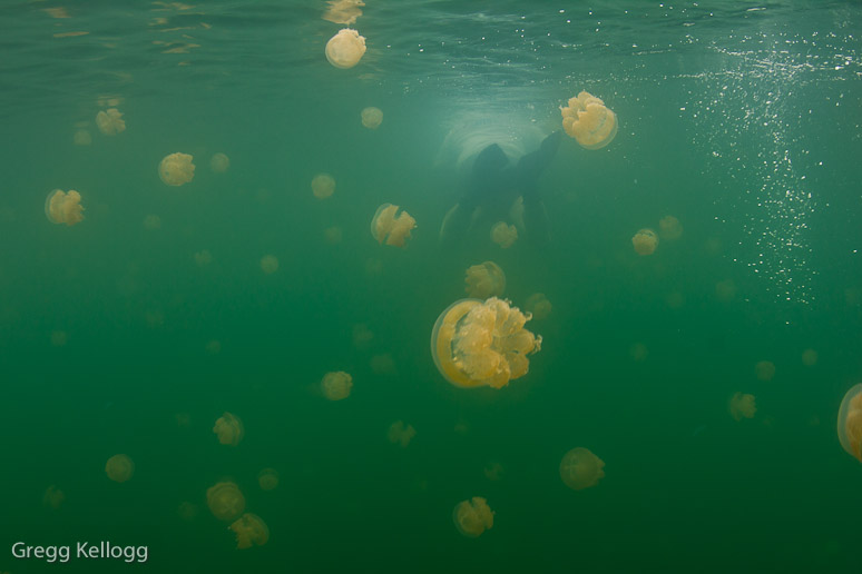 Jellyfish Lake