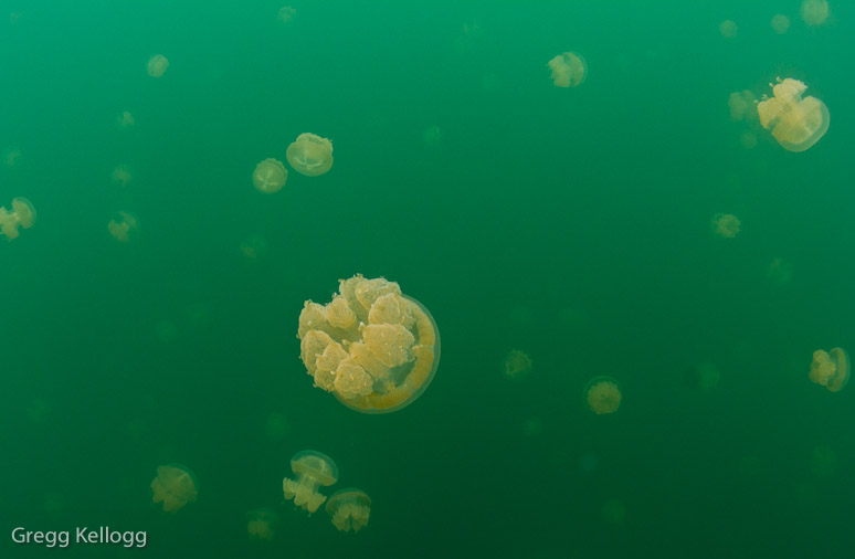 Jellyfish Lake