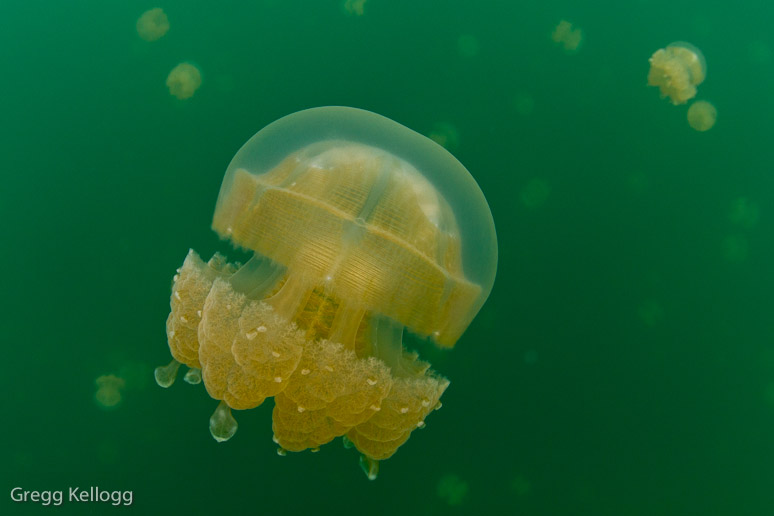 Jellyfish Lake