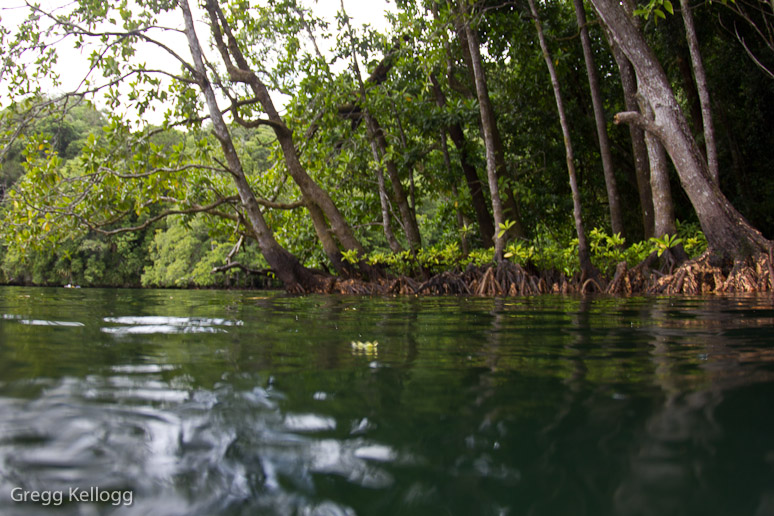 Jellyfish Lake