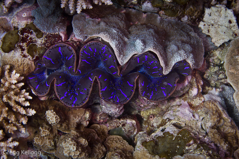 Ngerchong Coral Garden