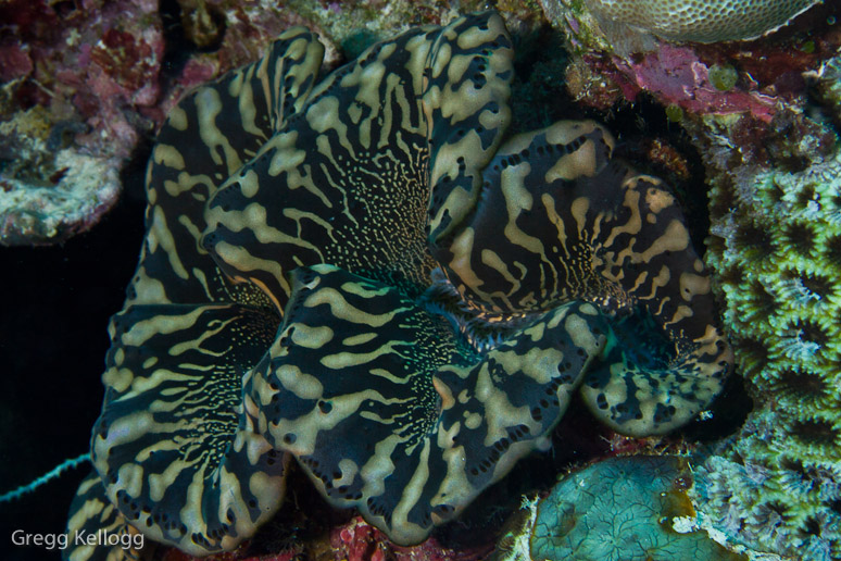 Ngerchong Coral Garden