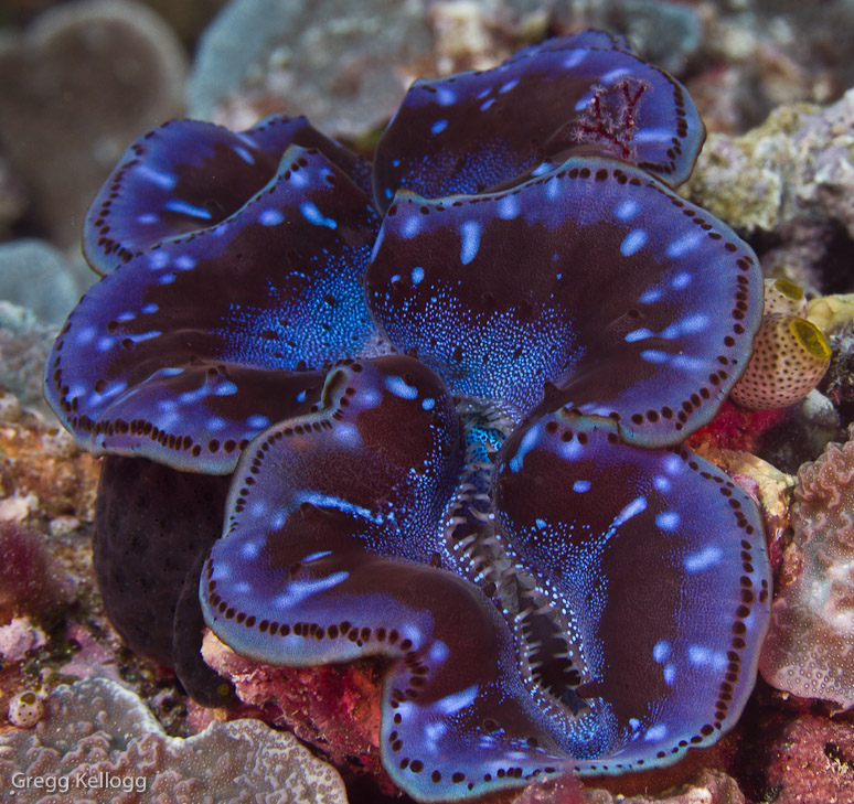 Ngerchong Coral Garden