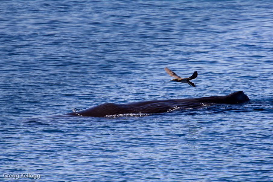 Sperm Whale