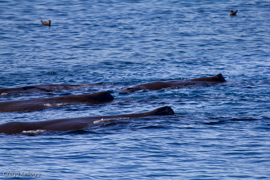 Sperm Whales