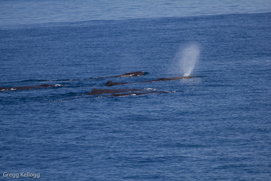 Sperm Whales