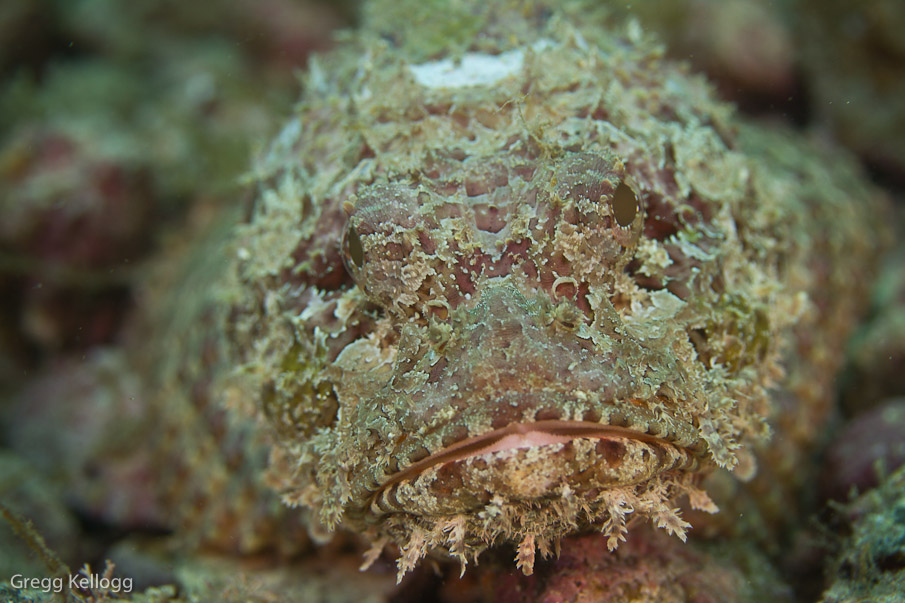 Scorpion FIsh