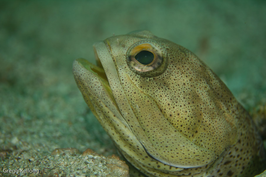 Giant Jaw Fish