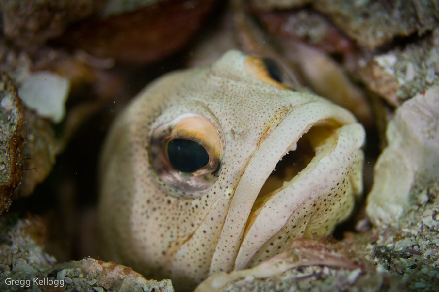 Giant Jaw Fish