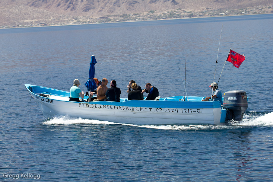 Whale Shark tour