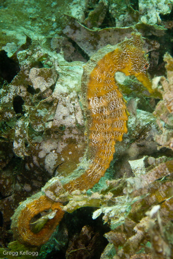 Sea Horse