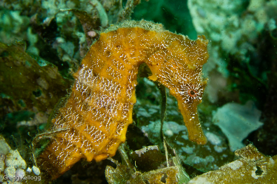 Sea Horse